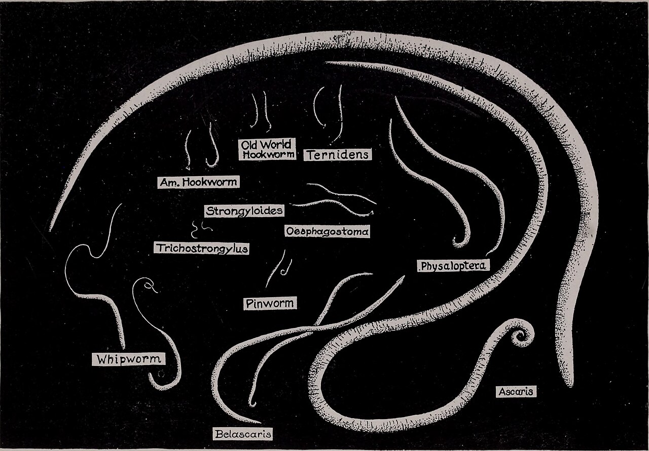 Animal disease