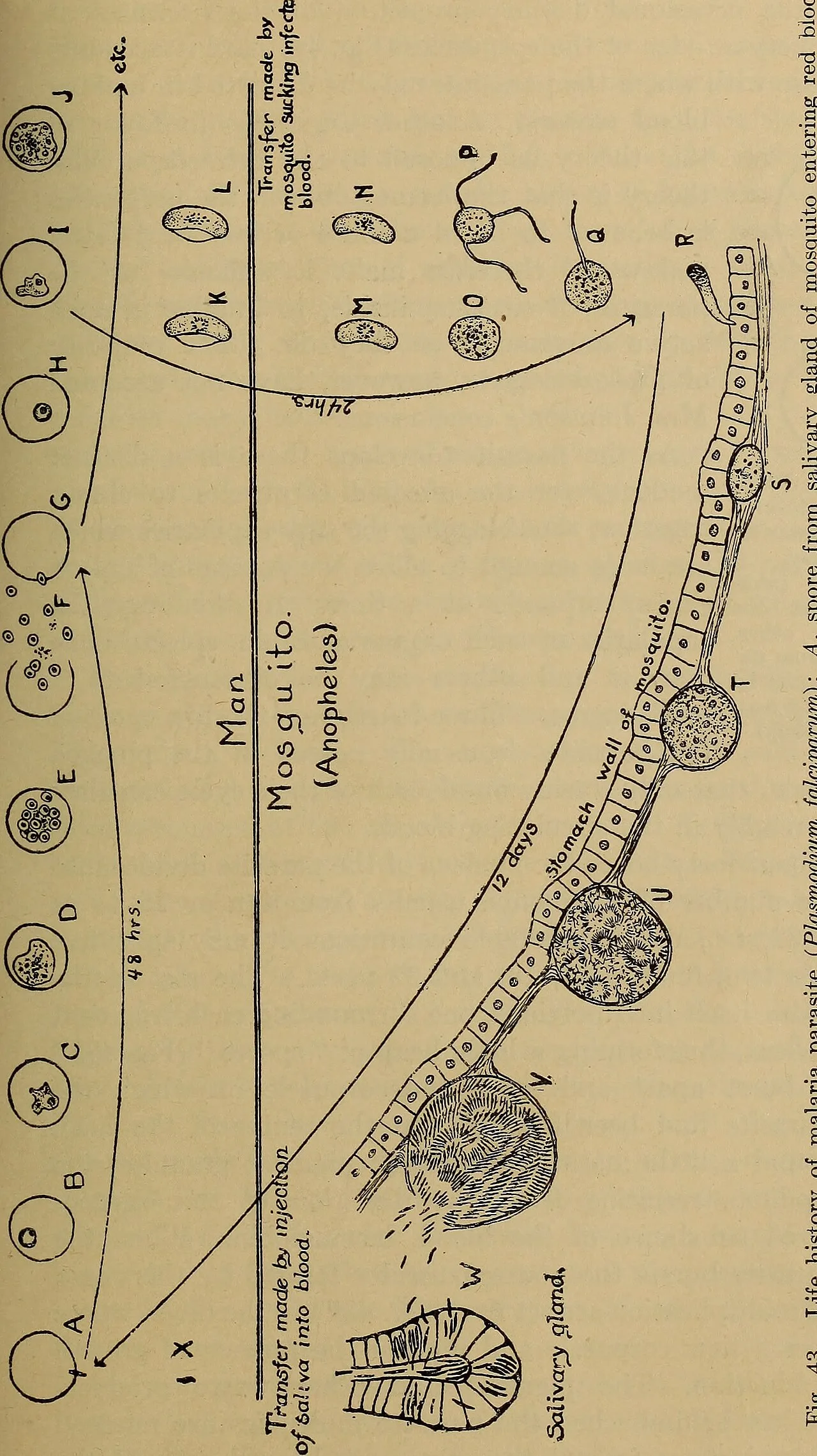 Animal disease