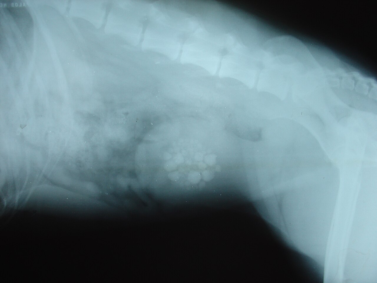 Bladder stone (animal)