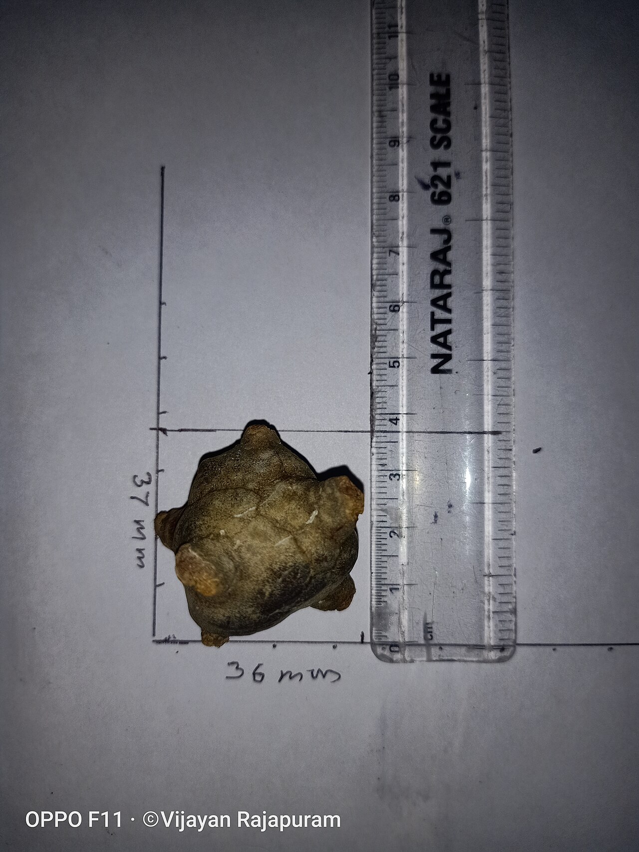 Bladder stone (animal)