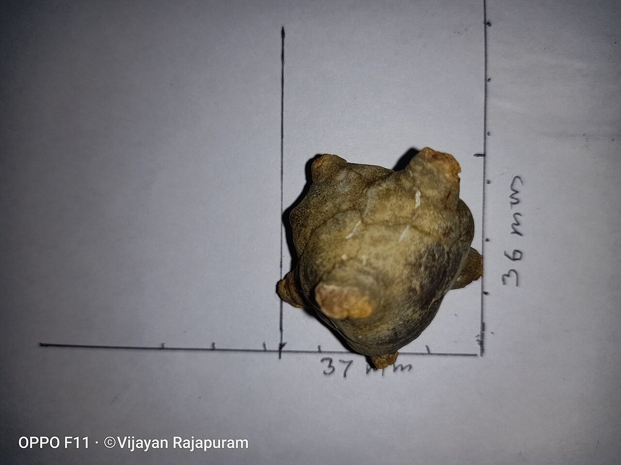 Bladder stone (animal)