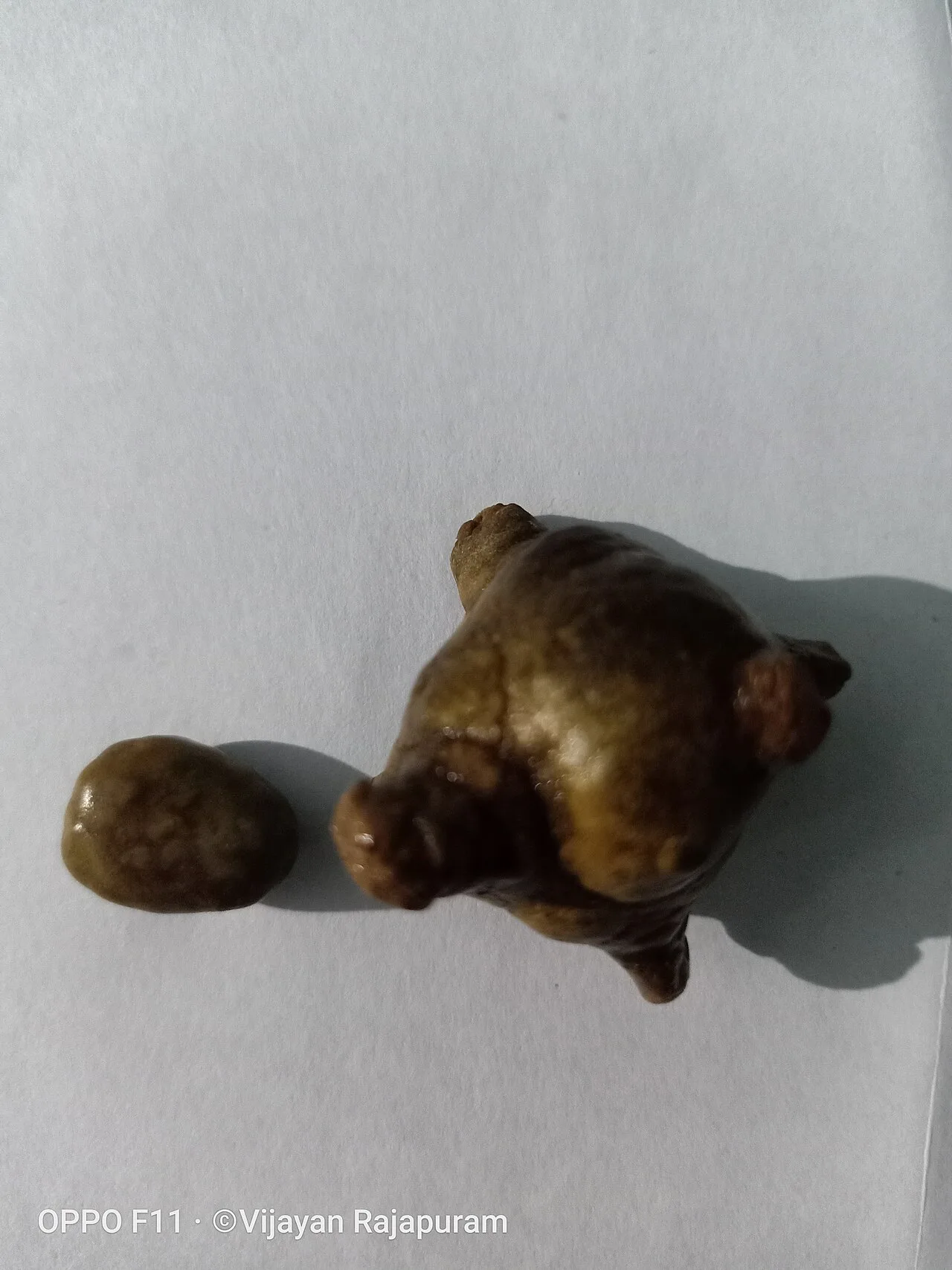 Bladder stone (animal)