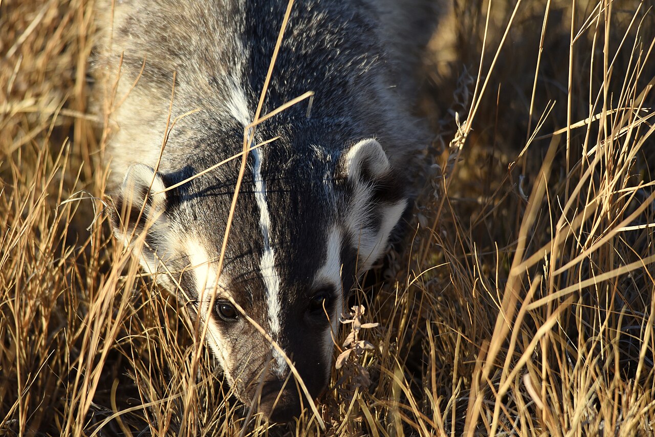 Wildlife disease