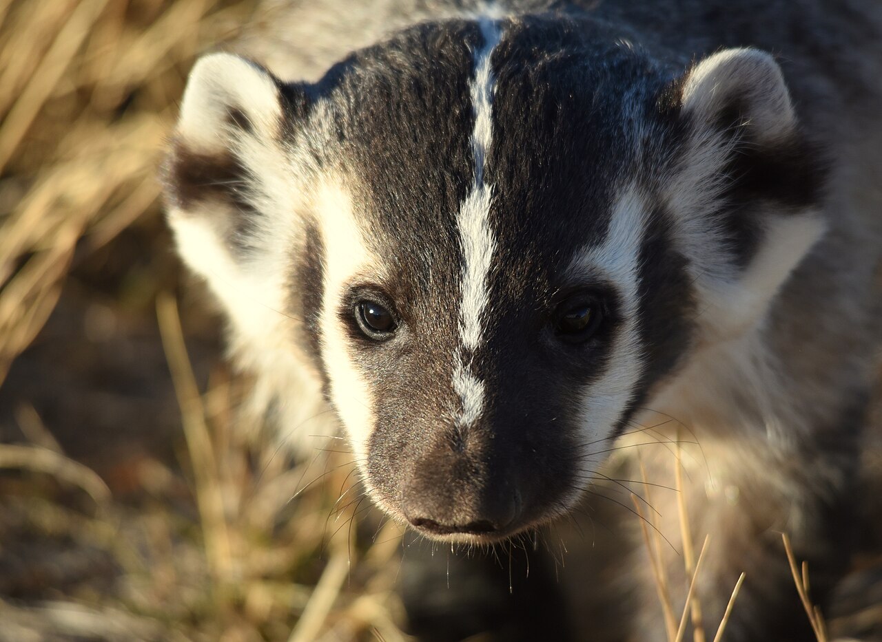 Wildlife disease