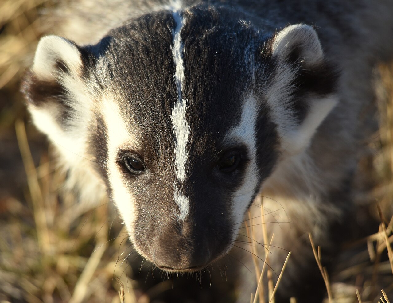 Wildlife disease