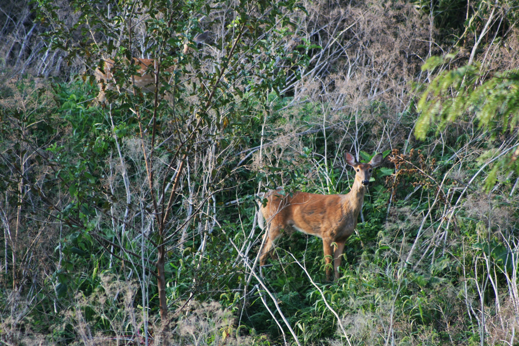 Wildlife disease