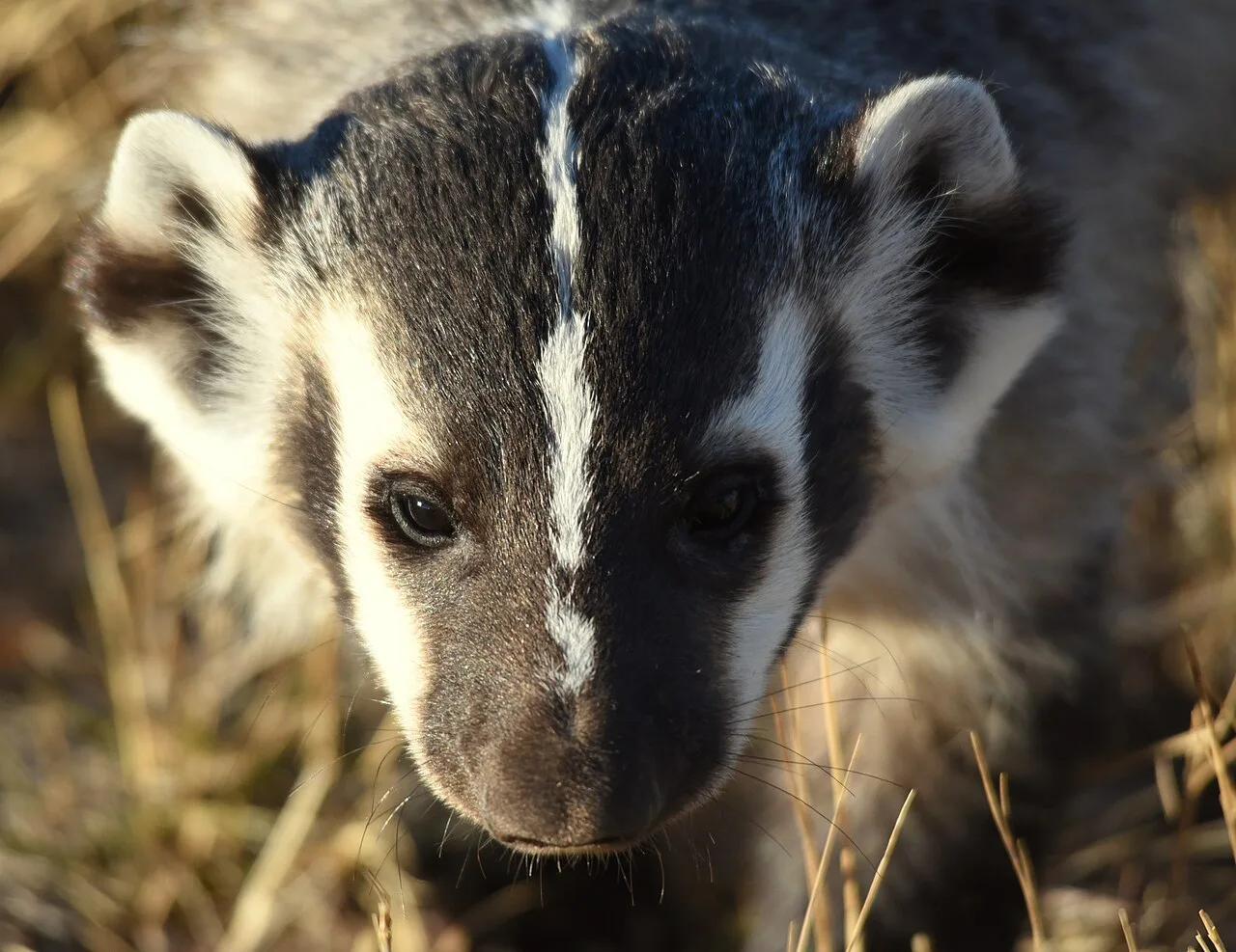 Wildlife disease